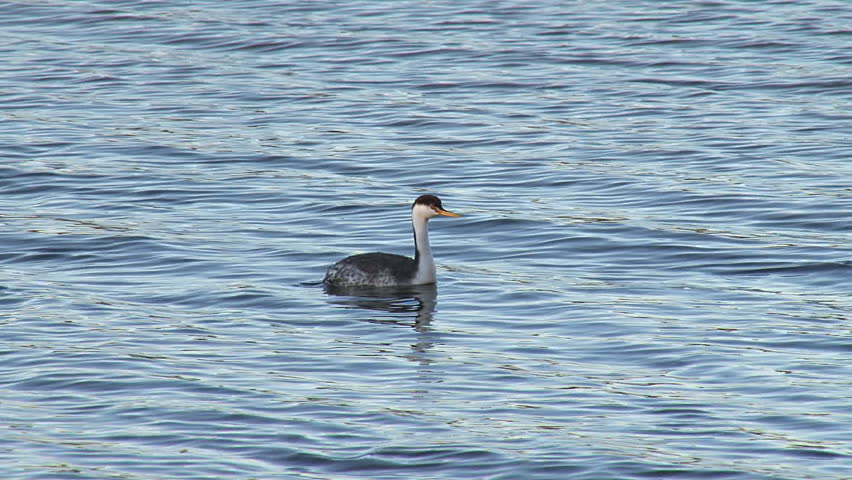 Grebe in water, drinks, preens, and dives.
