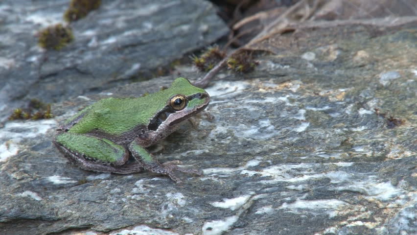 Pacific tree frog (Pseudacris regilla) sitting on a rock, breathing. Close shot.