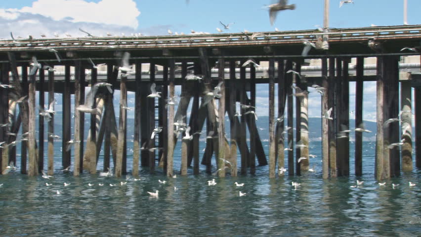 A slow pan from right to left - pilings of a dock, with a flock of gulls