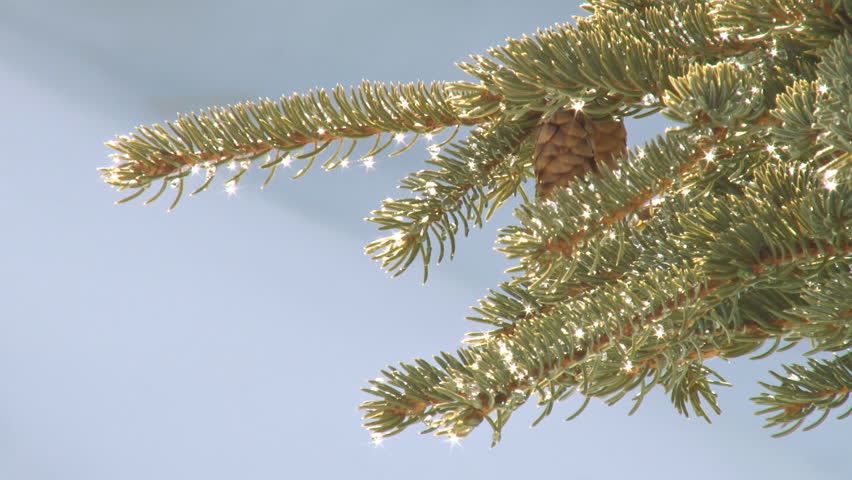 Glistening Spruce Droplets