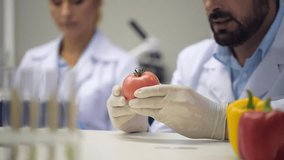 Scaled up look on red tomato examined by male scientist