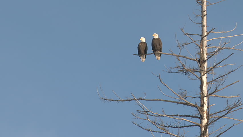 Funny Bald Eagle Couple Conversing in a Tree timelapse