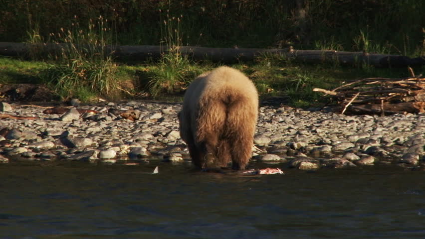 In autumn, Kenai River, Alaska, a young brown bear (grizzly) wanders along the