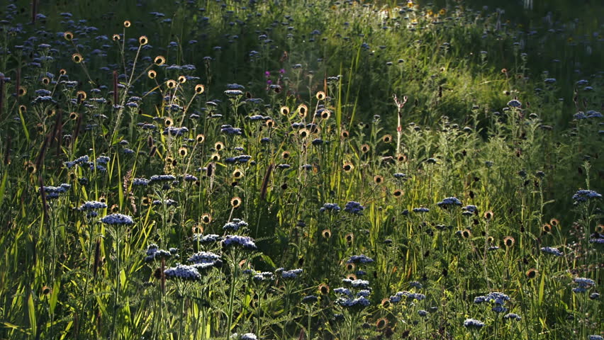 Gentle Evening Breeze in Glowing Grassy Wildflower Meadow with Bugs and
