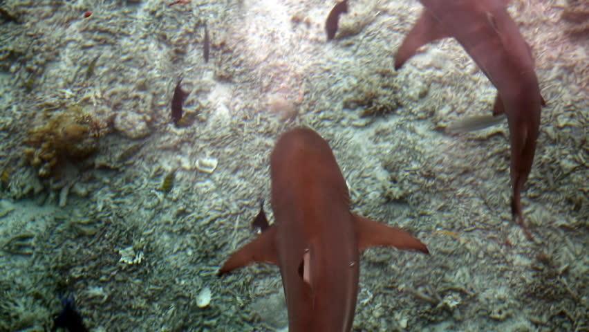 Blacktip reef sharks (Carcharhinus melanopterus) scavenging fish scraps thrown into ocean 