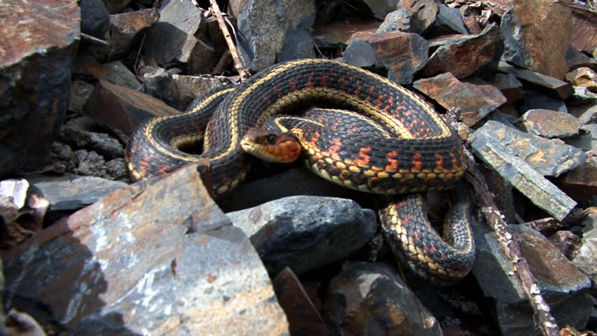 Red-sided Garter Snake (Thamnophis sirtalis parietalis) coiled in defensive