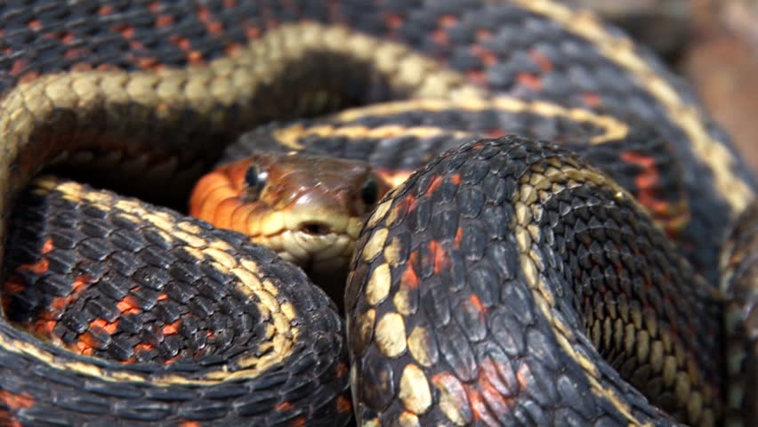 Red-sided Garter Snake (Thamnophis sirtalis parietalis) coiled in defensive