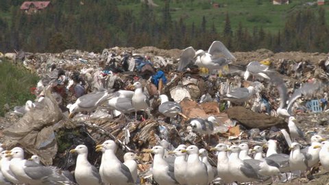 Garbage and seagulls