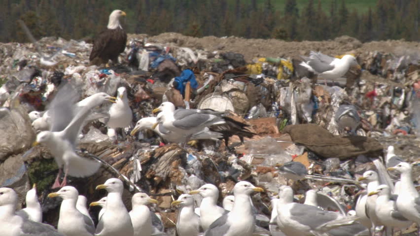 A bald eagle with a bunch of gulls scavenge tidbits from bales of trash