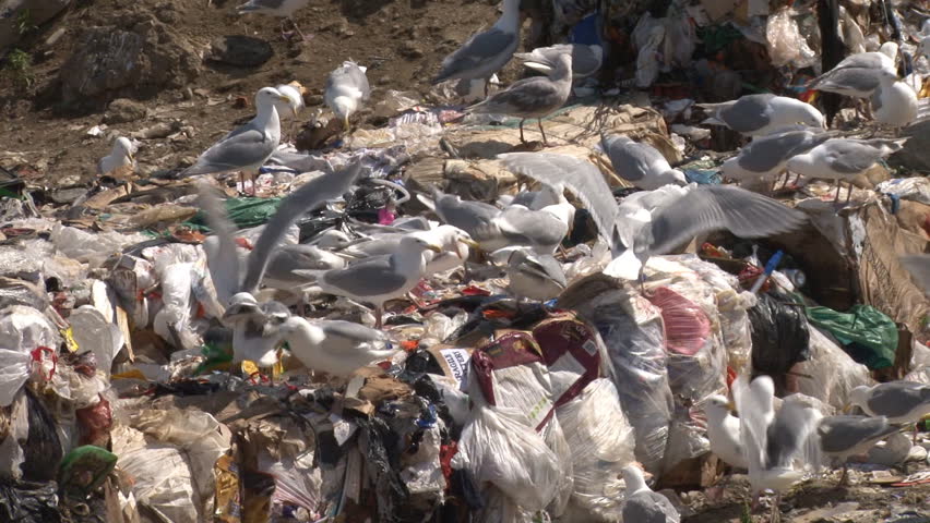 Gulls scavenging pile of garbage.