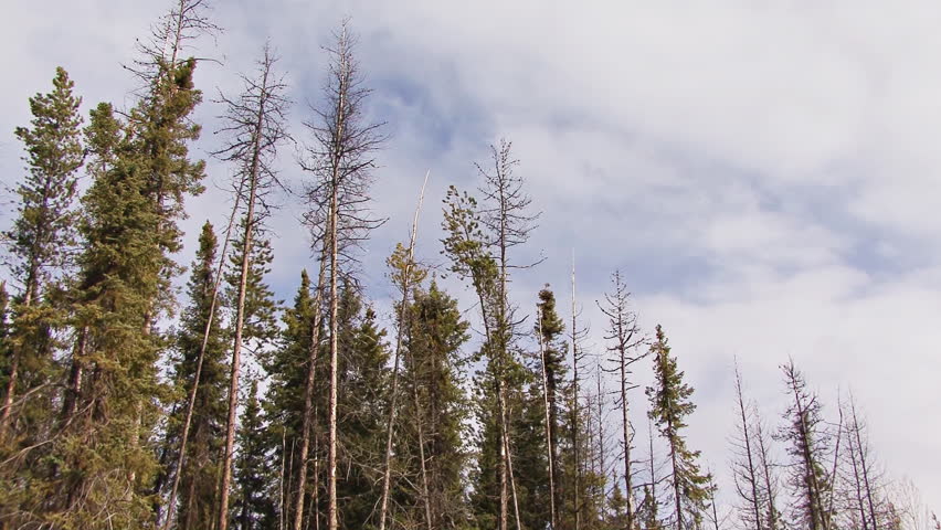 Beginning with a low angle shot of high lodgepole pines (both living and dead