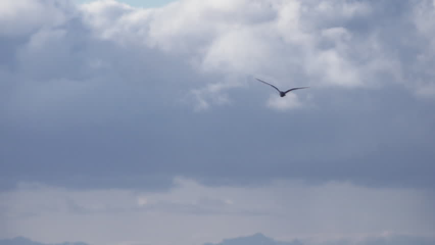 A lone sea gull circles in a cloudy sky, flares, and descends to alight on the