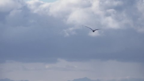 A lone sea gull circles in a cloudy sky, flares, and descends to alight on the surface of near-shore Kachemak Bay, in Homer, Alaska.