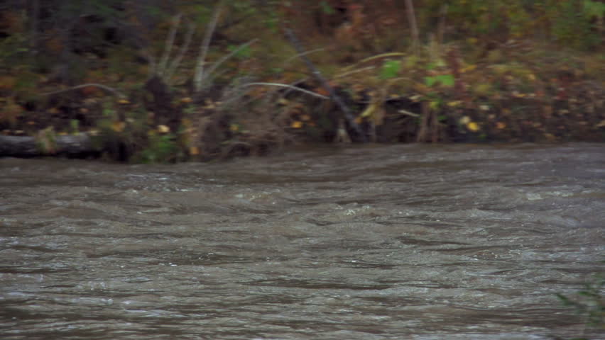 Following flowing floodwaters on the Anchor River in Autumn