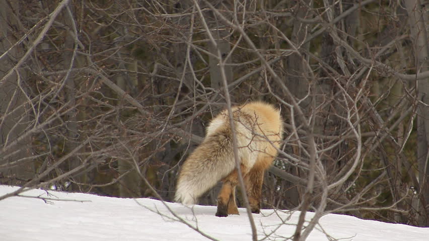 A furry red fox in winter coat searching, stalking, moving, listening, and