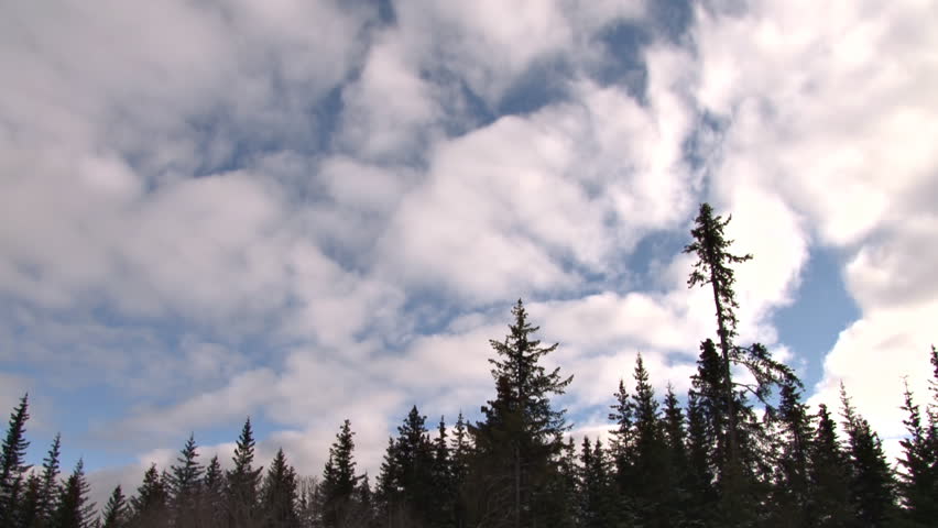 Late afternoon cumulus moving over silhouetted spruce forest from the south in