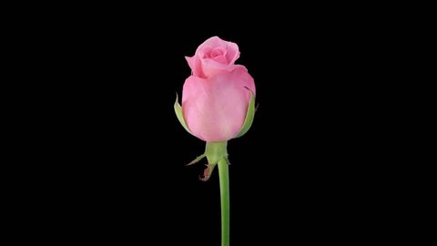 Timelapse Opening Pink Blushing Akito Rose Stock Footage Video (100%