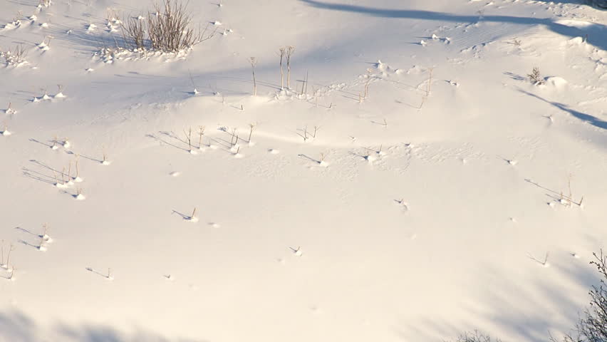A light veil of drifting snow floats down the surface of a snowy slope.