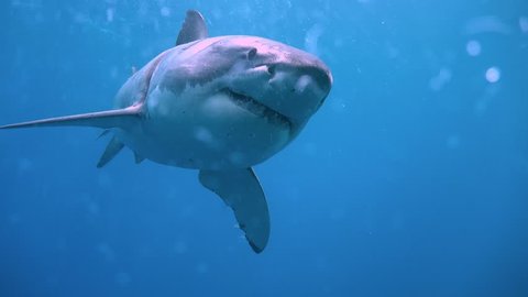 Fascinating underwater diving with great white sharks off the island of Guadalupe. Of the Pacific ocean. Mexico.