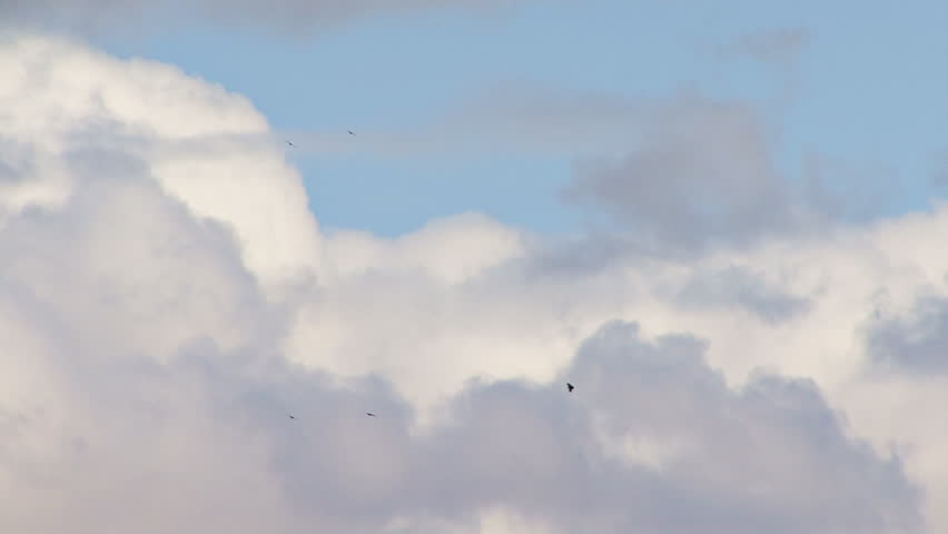 Ravens and Bald Eagle Soaring in Cloudy Sky