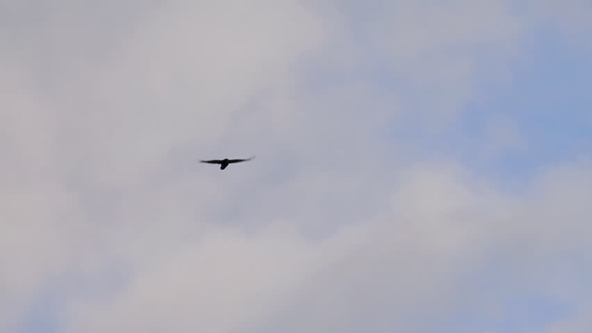 Raven flying gracefully through a blue mostly cloudy sky. Zoom out.