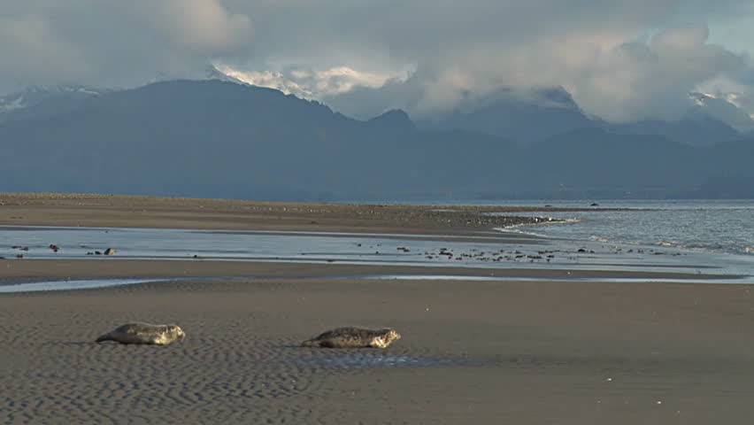 A pair of rehabilitated seals humping their way along scenic Bishop's Beach