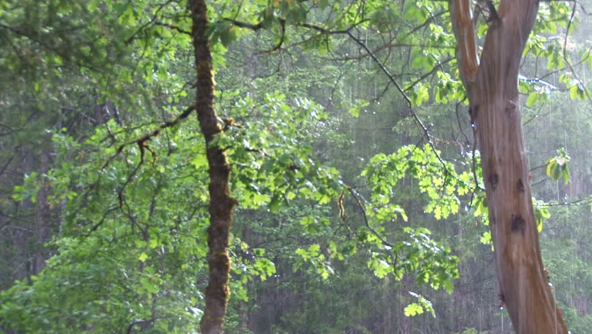 Rain in sunlit forest