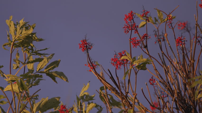 Red Elderberries in late autumn, just prior to the snow, in Alaska, during a