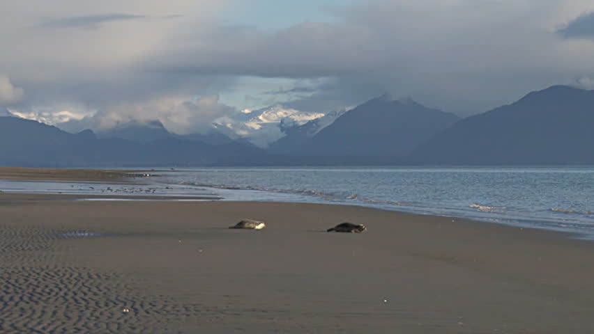 A pair of rescued seals hump along the beach in Homer, Alaska after being