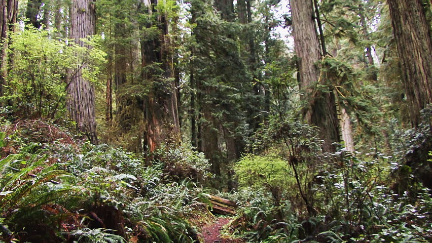 Redwood Forest Walk