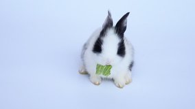 Lovely twenty days rabbit on white background