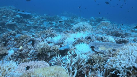 A coral reef dies
Coral bleaching on Apo Reef, Philippines May 2016