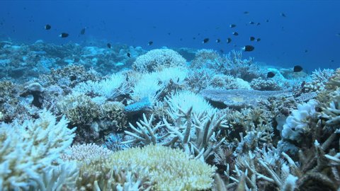 A coral reef dies
Coral bleaching on Apo Reef, Philippines May 2016