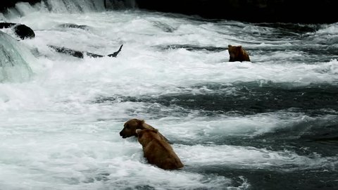 Brown bears fishing for salmon, Brooks Falls, Katmai NP, Alaska