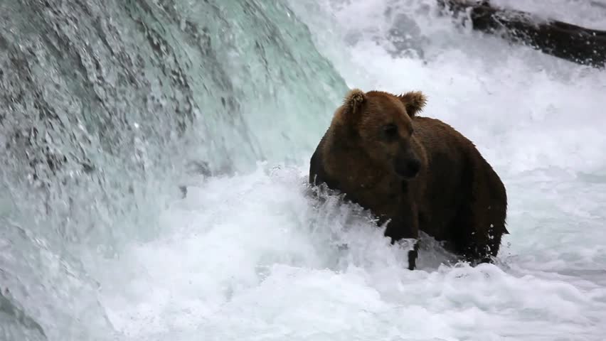 Brown bears fishing for salmon, Brooks Falls, Katmai NP, Alaska