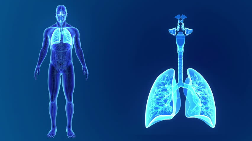 Respiratory System Stock Footage Video (100% Royalty-free) 31127347