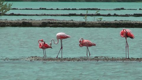 american flamingos at salt flat in curacao