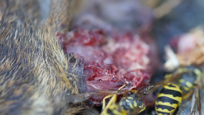 Extreme Close up of Flies Eating Dead Animal