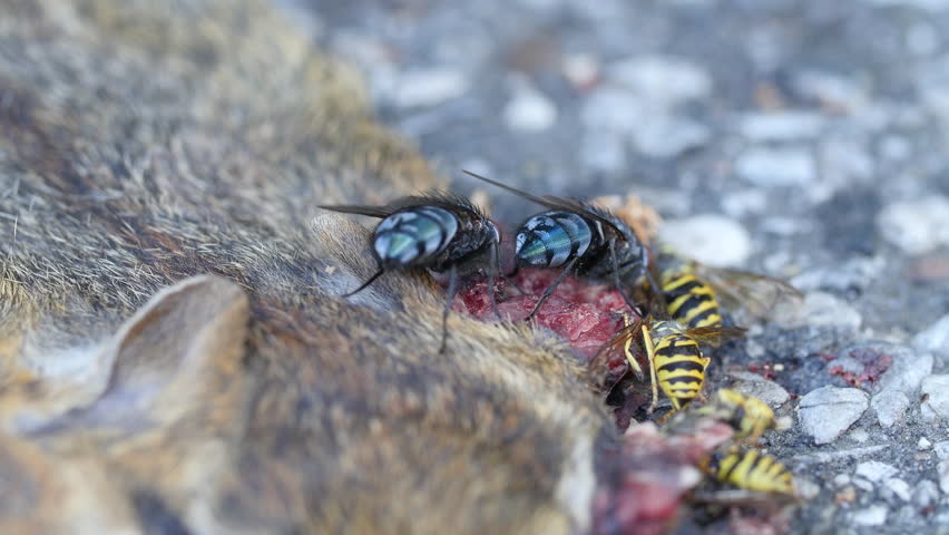 Close up of Insects Eating Dead Animal