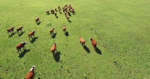Cows herding and running on green field in spring. At Argentina, Latina America. 
4K Aerial Drone Flying
