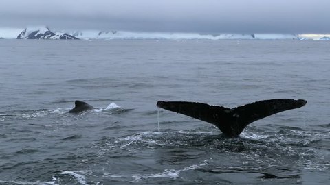 A close-up of the whale tails in the ocean. Andreev.
