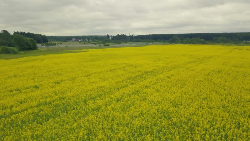 Top view yellow blooming flowers in a summer field. Landscape summer field flowers. Summer day on background yellow flowers. Beautiful view yellow flowers in summer field