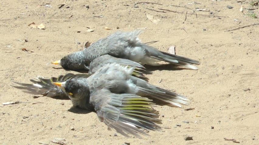 Australia - Birds cooling off under hot Australian sun