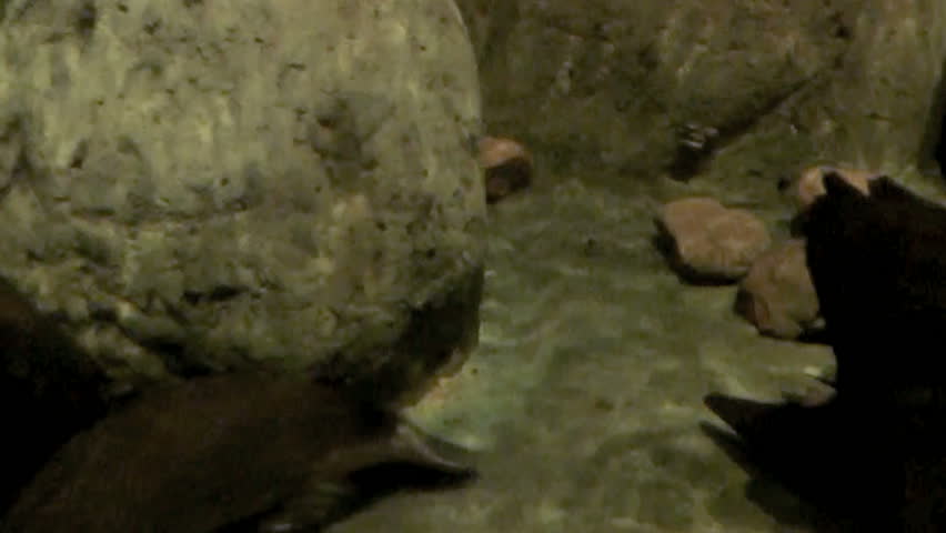 Australia - Platypus
