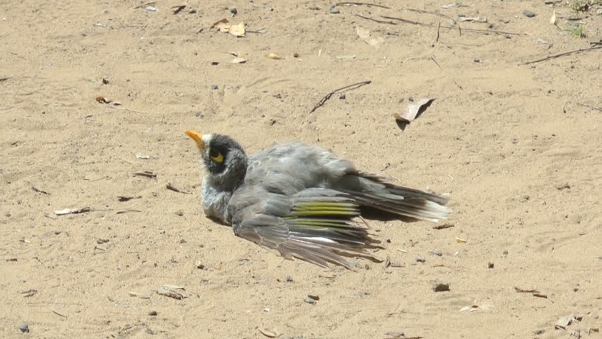 Australia - Bird cooling off under hot Australian sun