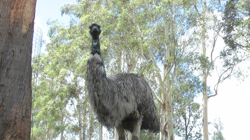 Australia - Emu bird