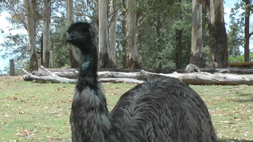 Australia - Emu bird