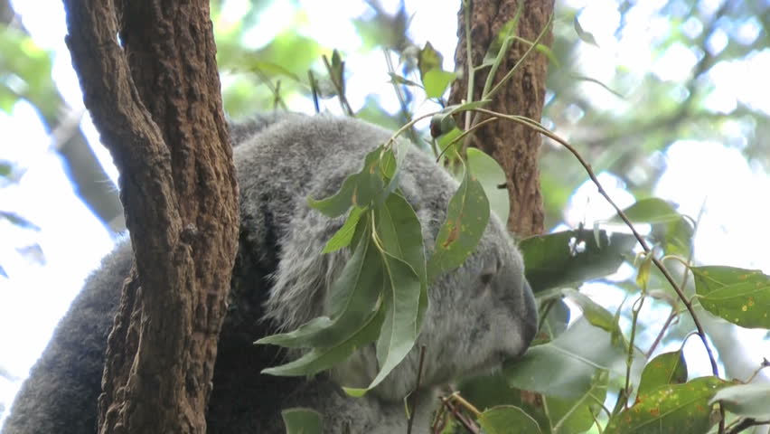 Australia - Koalas
