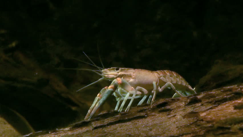 FRESHWATER-YABBY Footage, Videos and Clips in HD and 4K - Avopix.com
