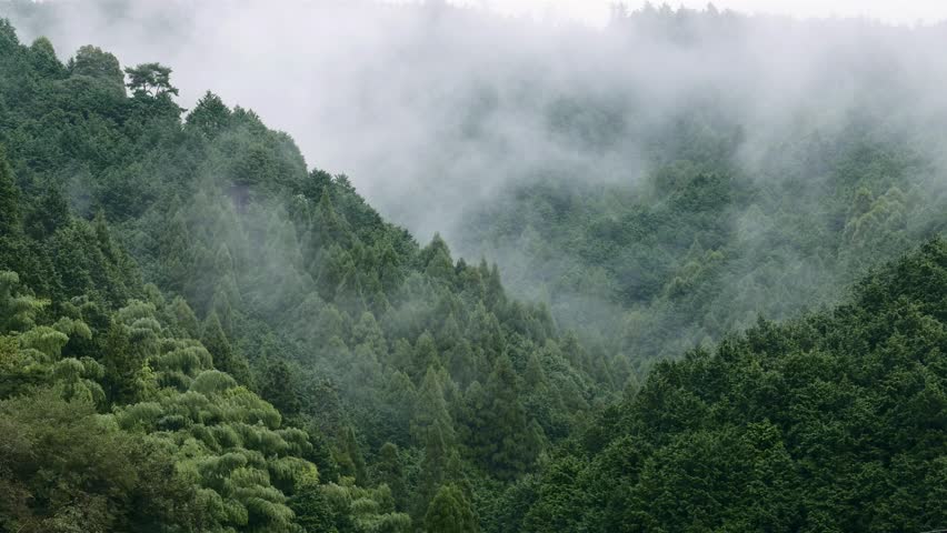 Misty Forest Stock Footage Video 100 Royalty Free Shutterstock